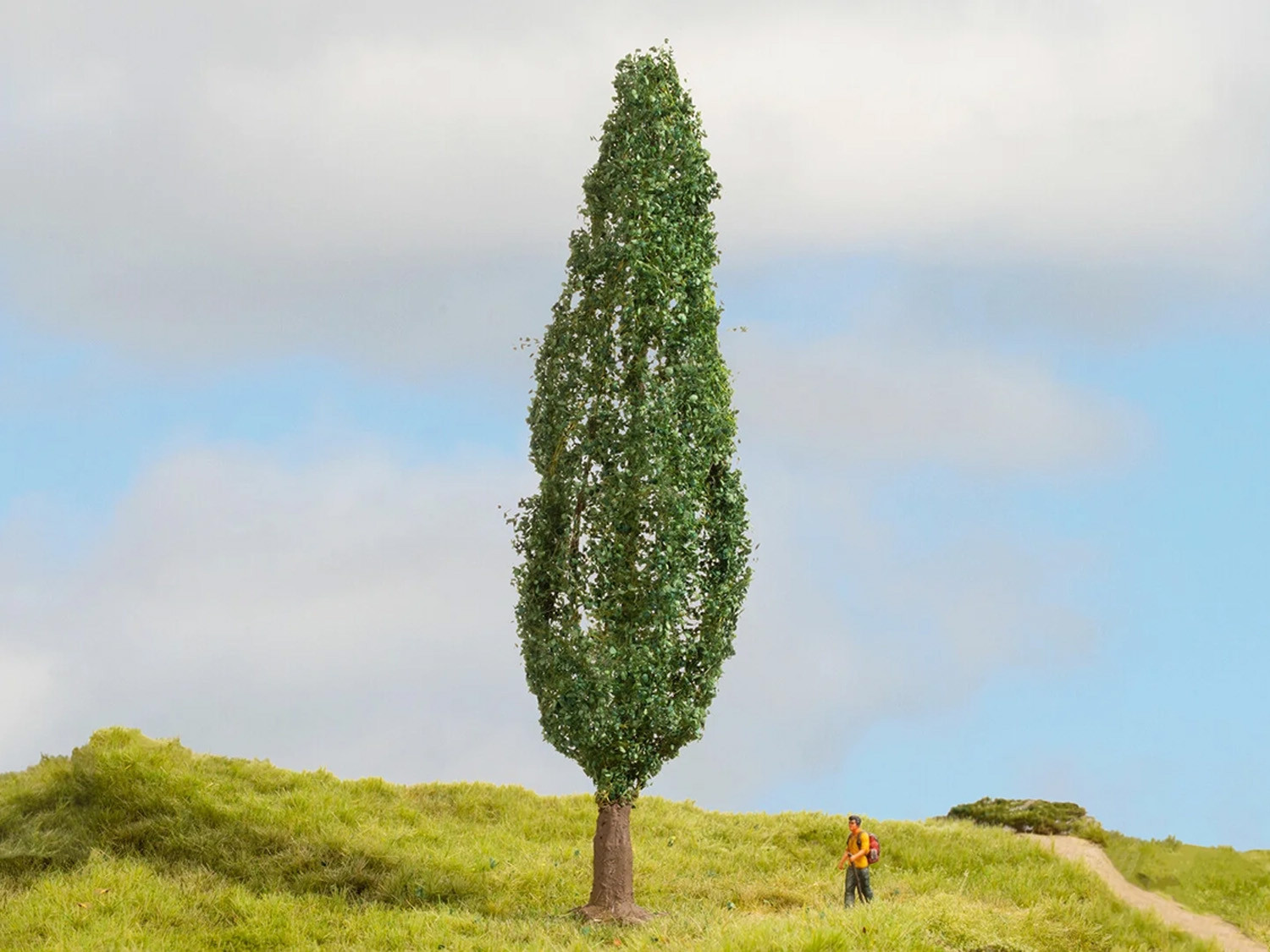 Poplar Master Tree 18cm